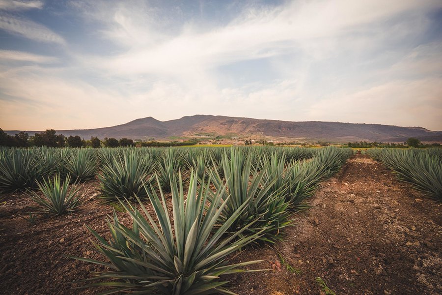 patron-agave-plants-MEZCALTEQUILA0420.jpg